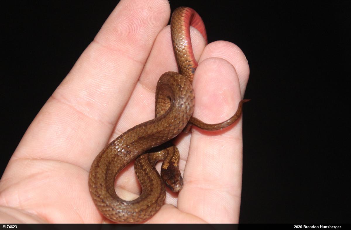 Red-bellied Snake