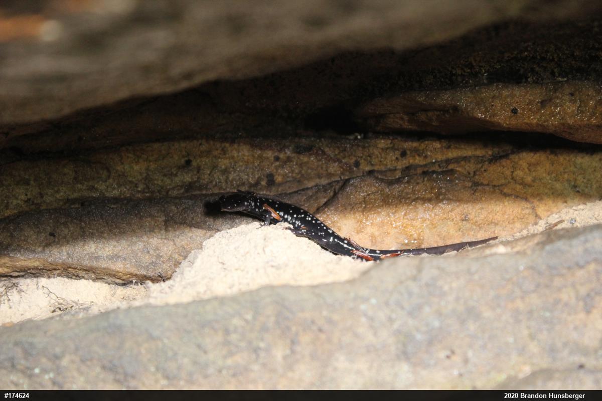 Northern Slimy Salamander