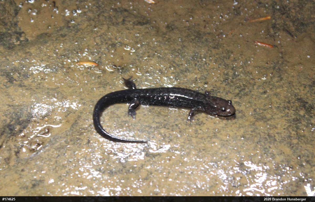 Allegheny Mountain Dusky Salamander