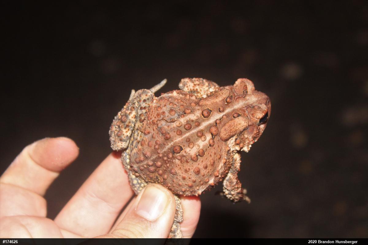 Eastern American Toad