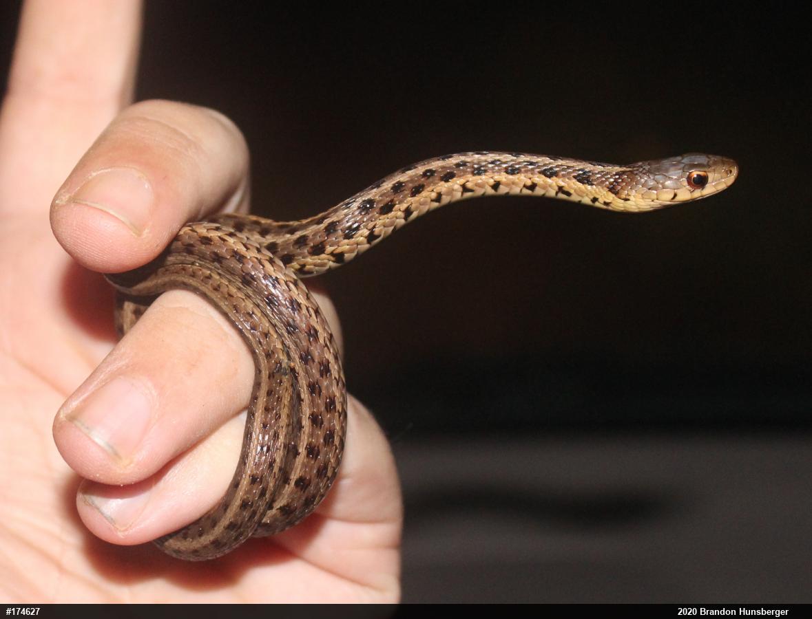 Eastern Gartersnake