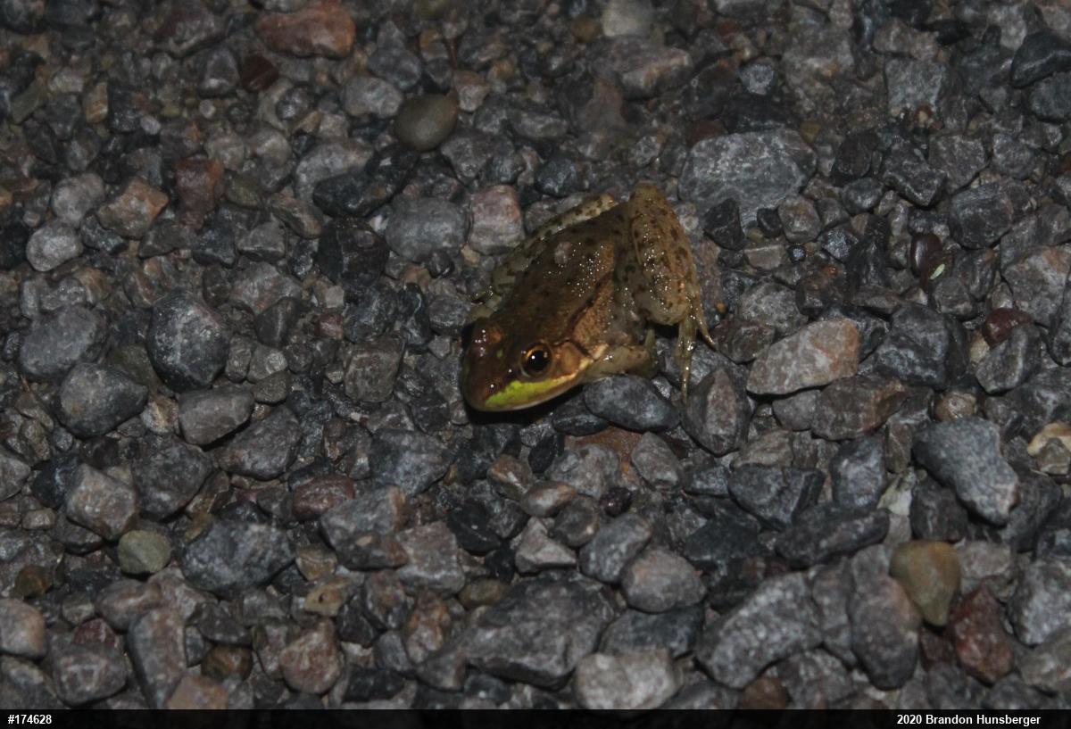 Green Frog