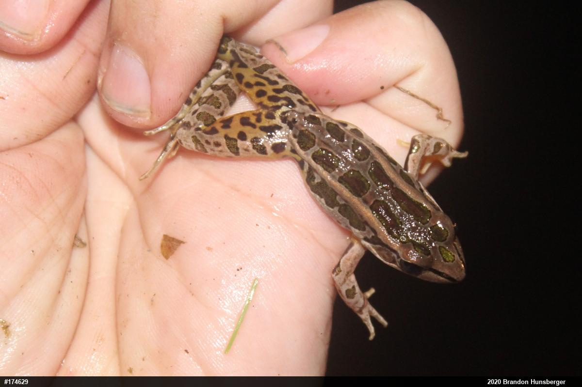 Pickerel Frog