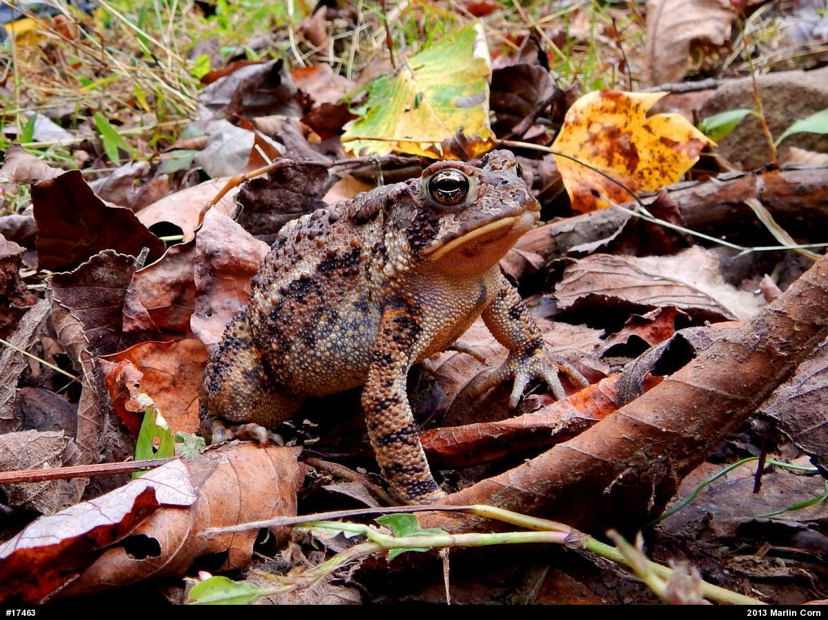 Eastern American Toad
