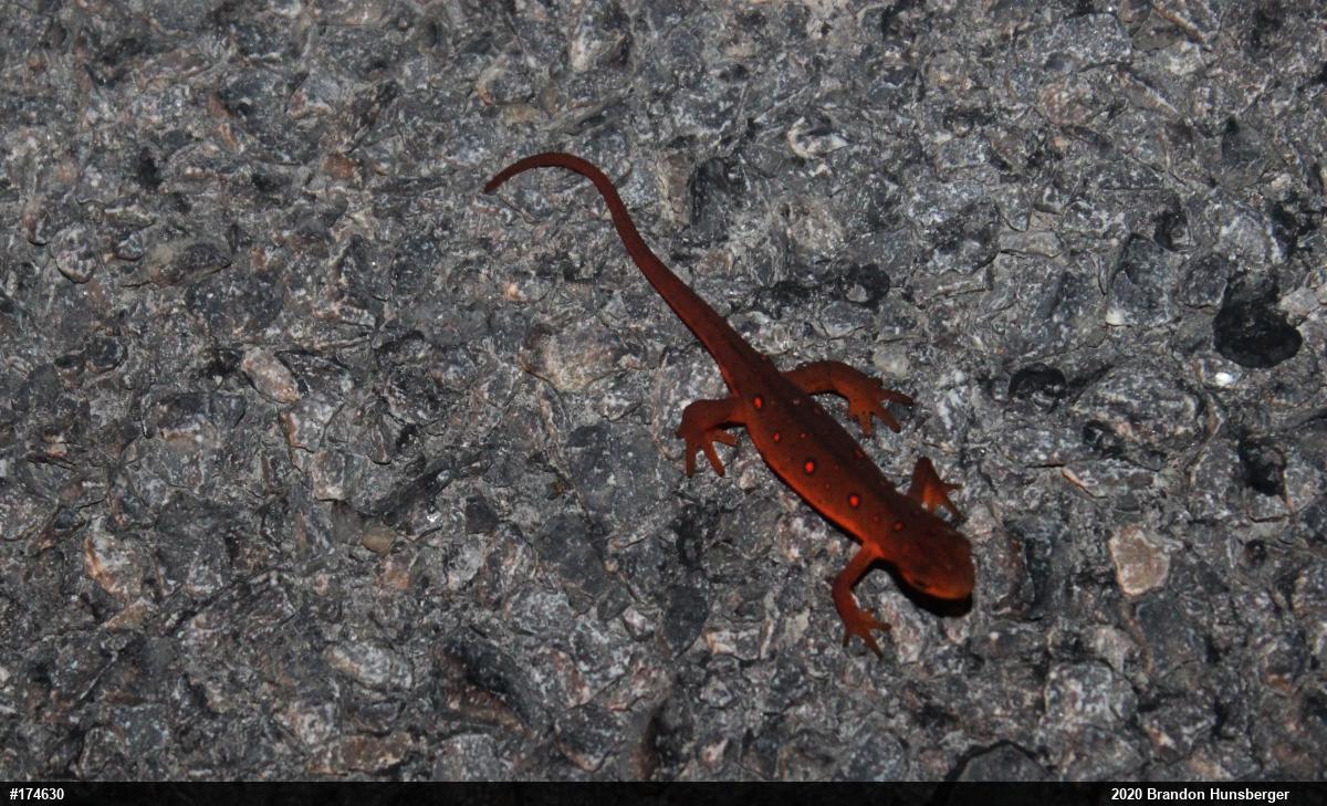 Red-spotted Newt