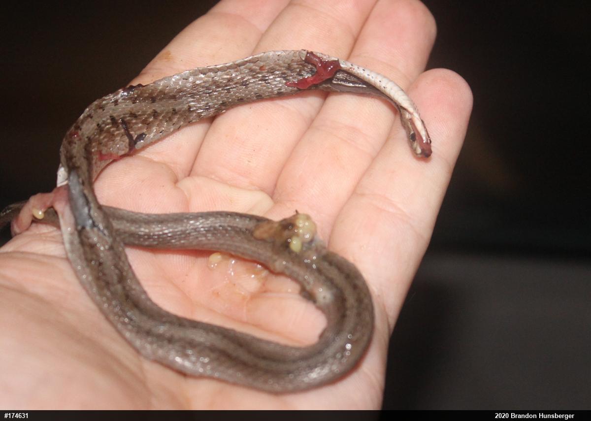 Dekay's Brownsnake