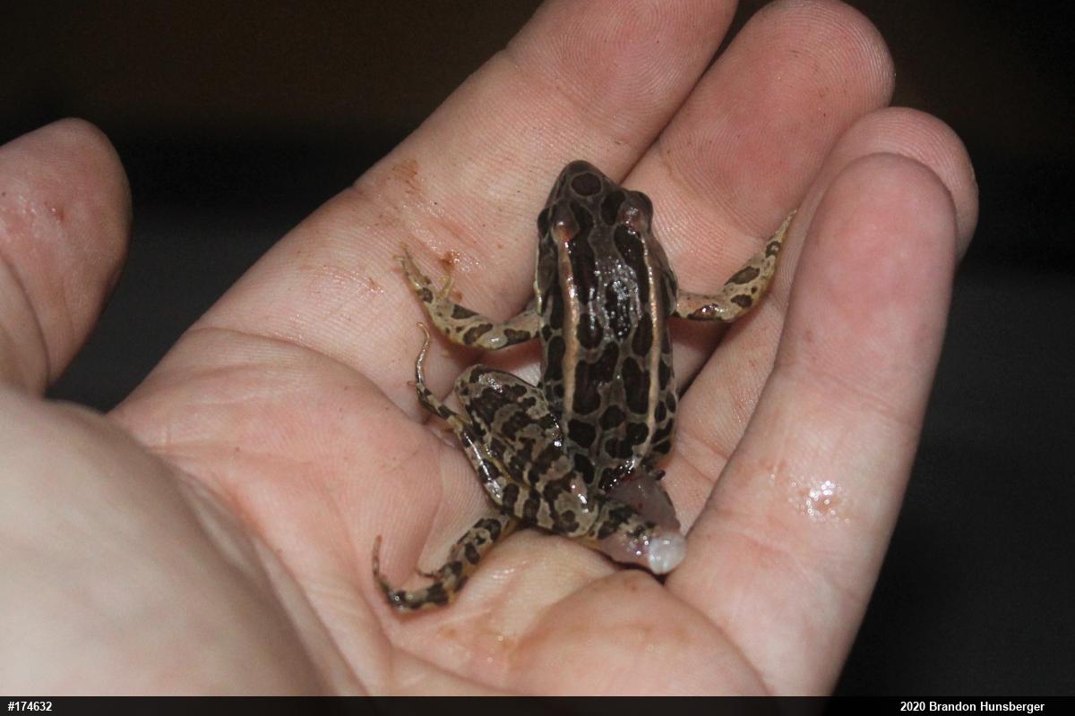 Pickerel Frog
