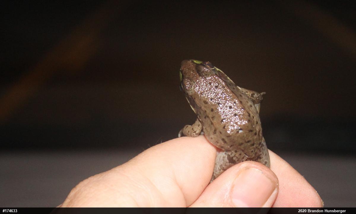 Green Frog