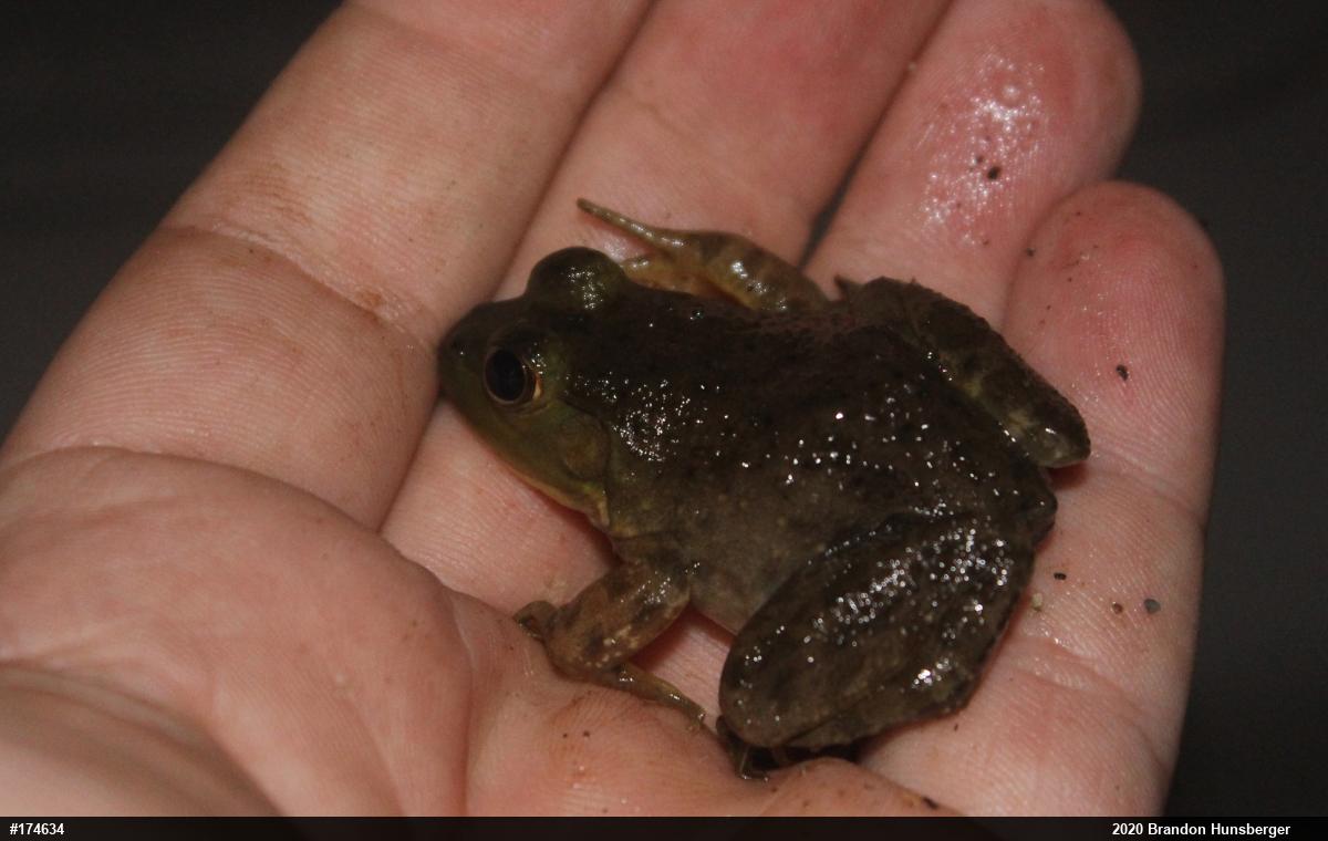 American Bullfrog