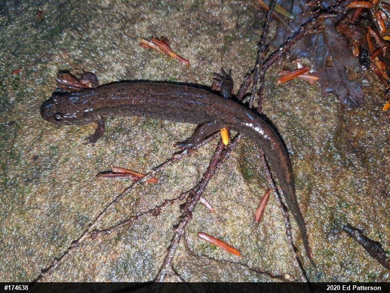 Northern Dusky Salamander