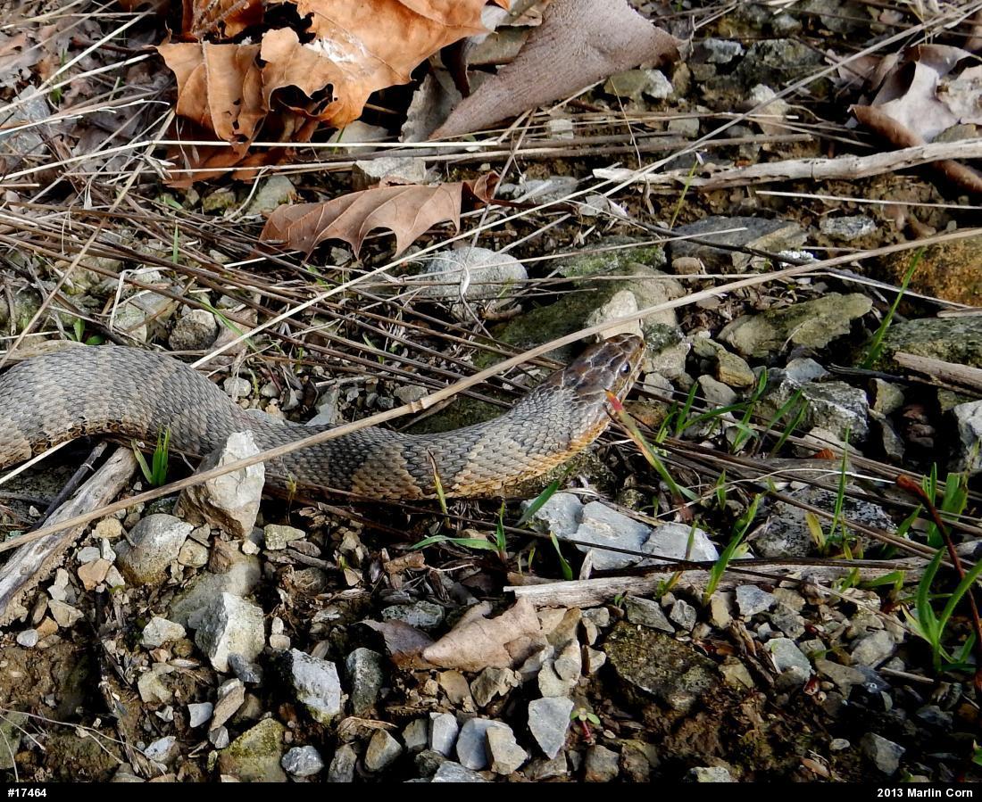 Northern Watersnake