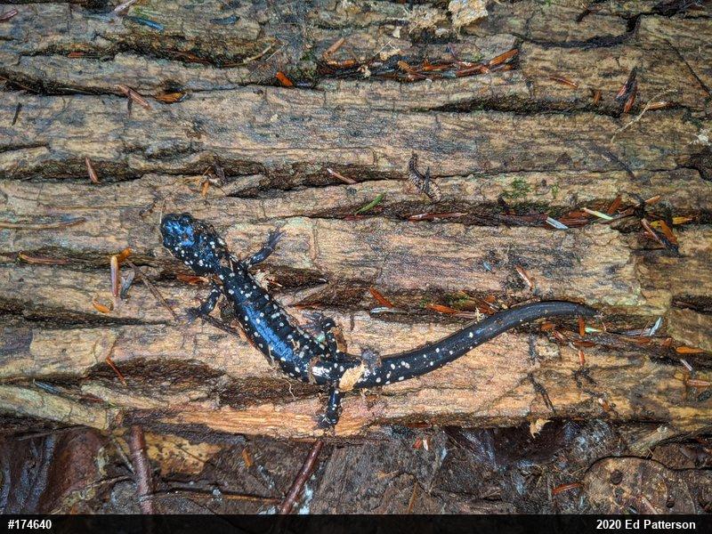 Northern Slimy Salamander