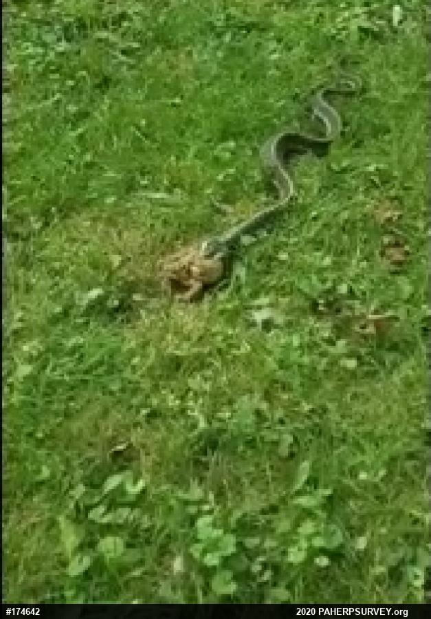 Eastern Gartersnake