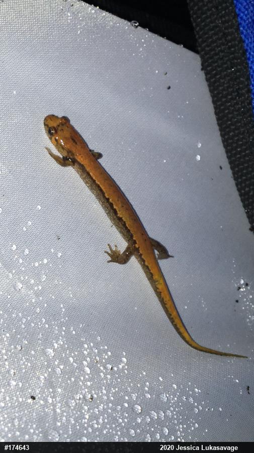 Allegheny Mountain Dusky Salamander
