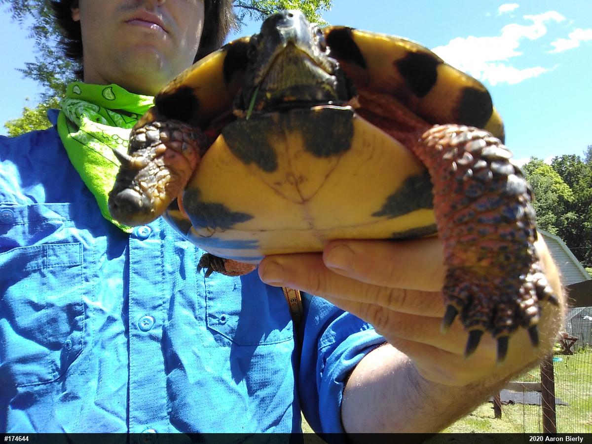 Wood Turtle