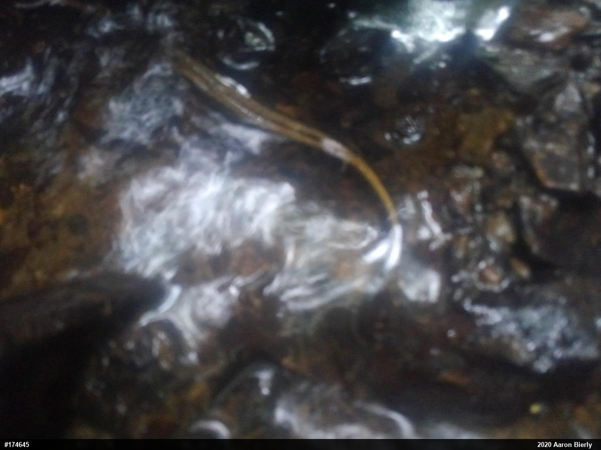 Northern Two-lined Salamander