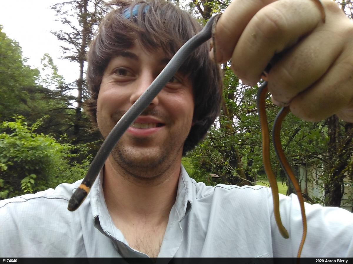 Northern Ring-necked Snake