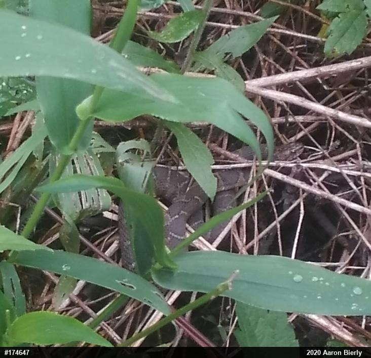 Northern Watersnake