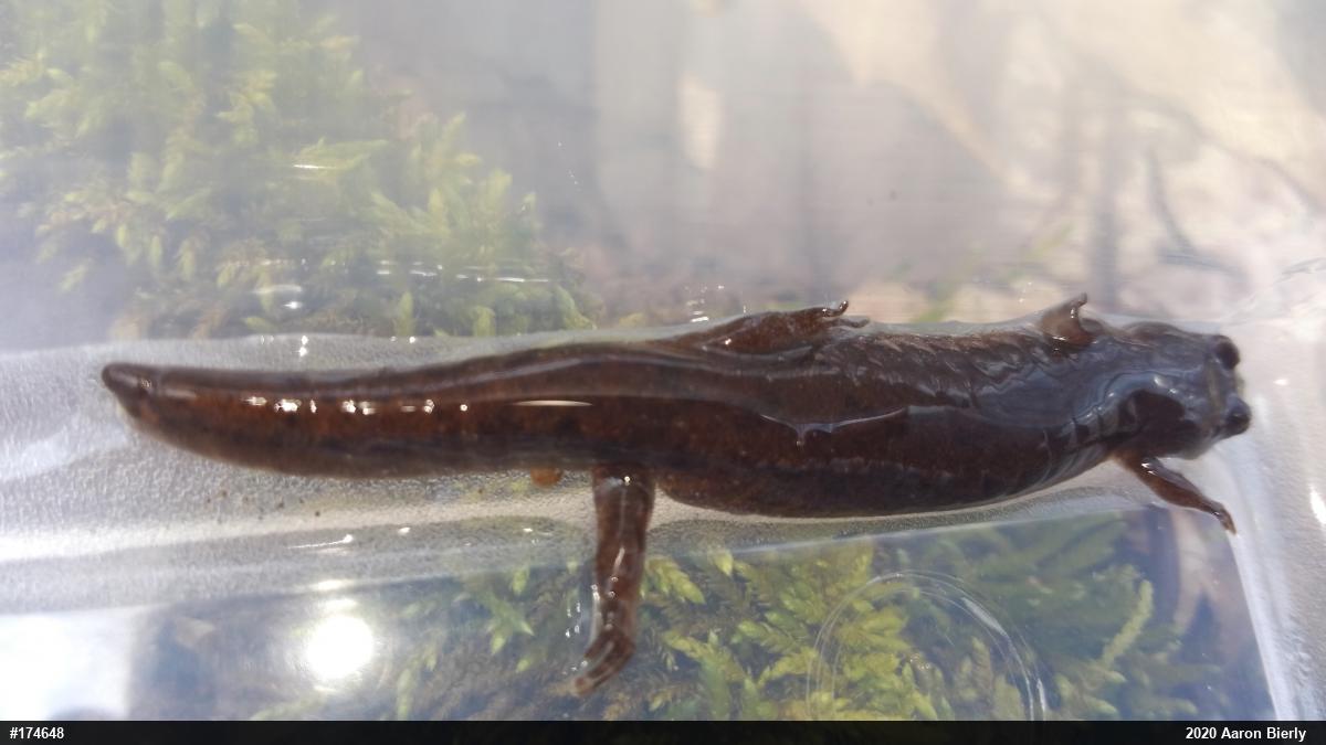 Northern Dusky Salamander
