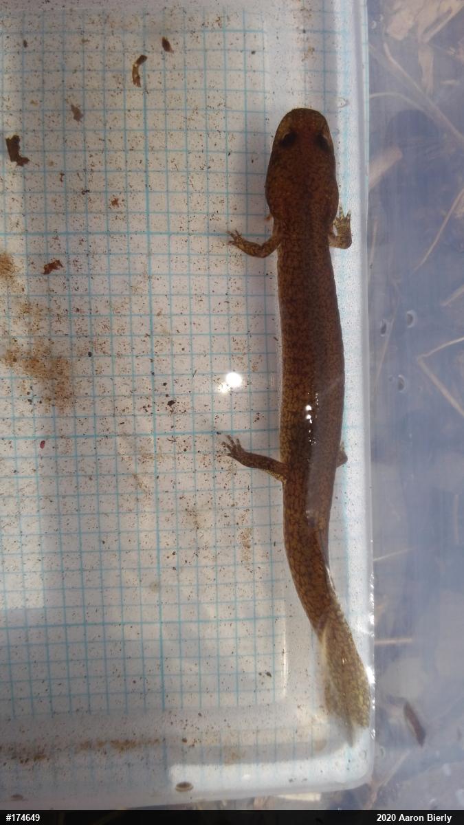 Northern Spring Salamander
