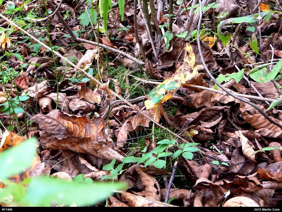 Eastern Gartersnake