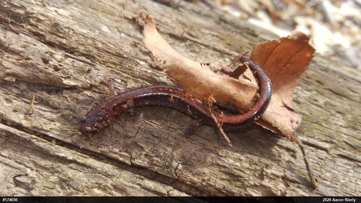 Eastern Red-backed  Salamander