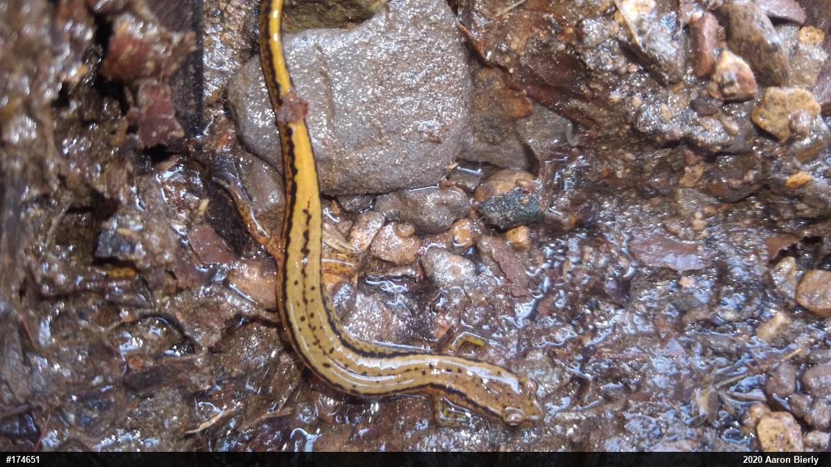 Northern Two-lined Salamander