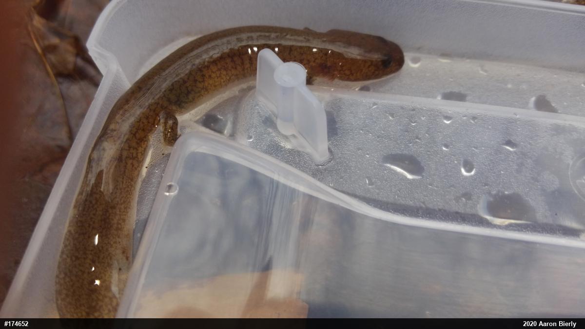 Northern Spring Salamander