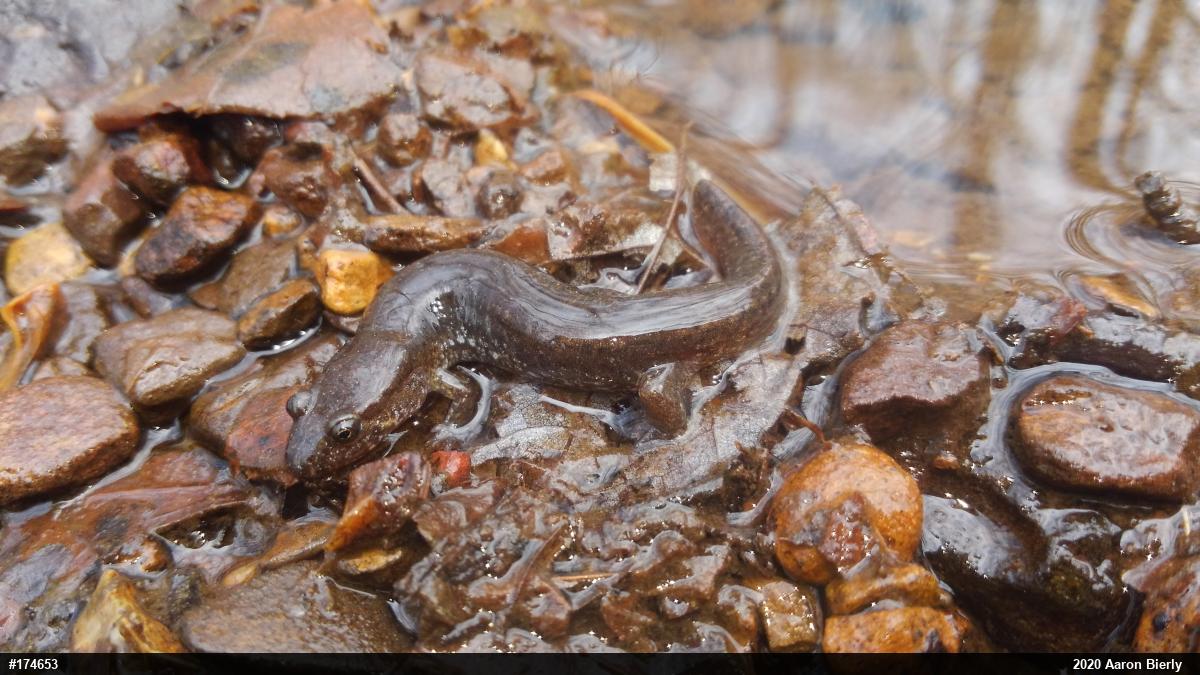 Northern Dusky Salamander