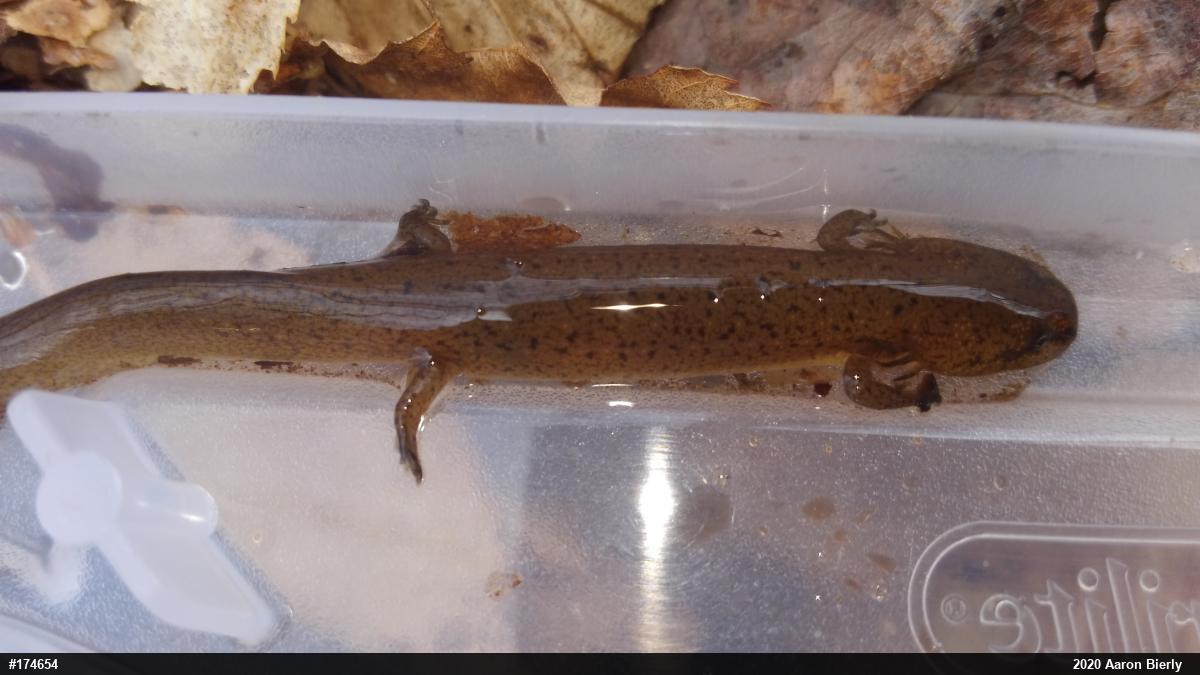 Northern Red Salamander