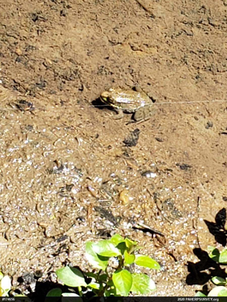 Green Frog