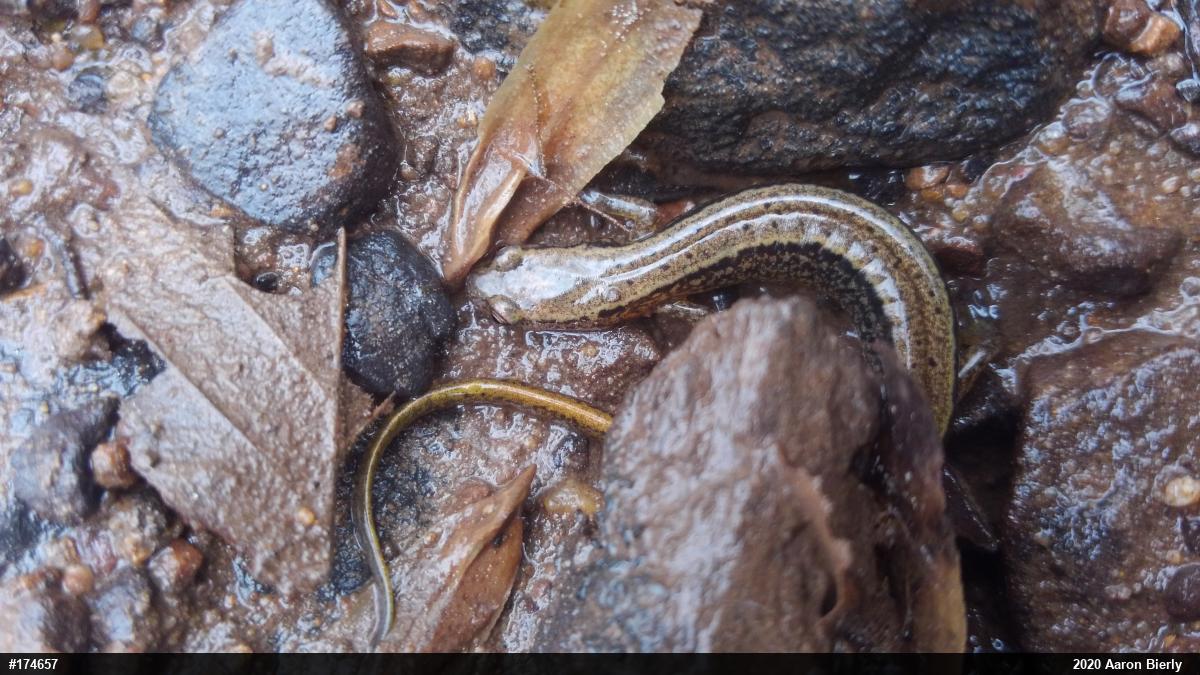 Northern Two-lined Salamander