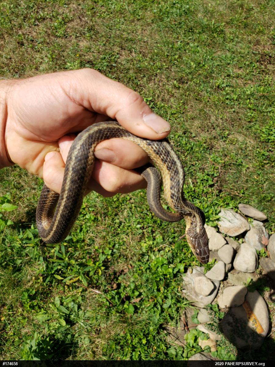 Eastern Gartersnake