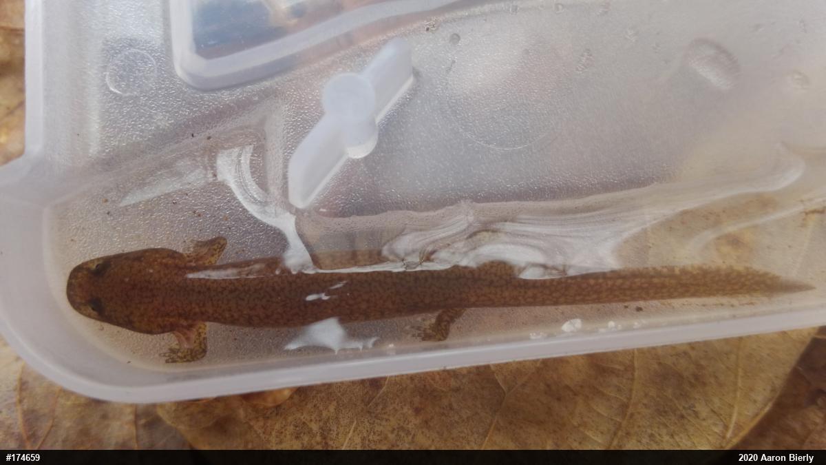 Northern Spring Salamander