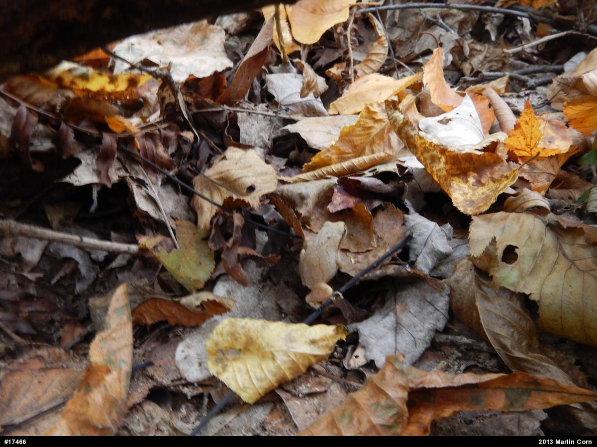 Spring Peeper