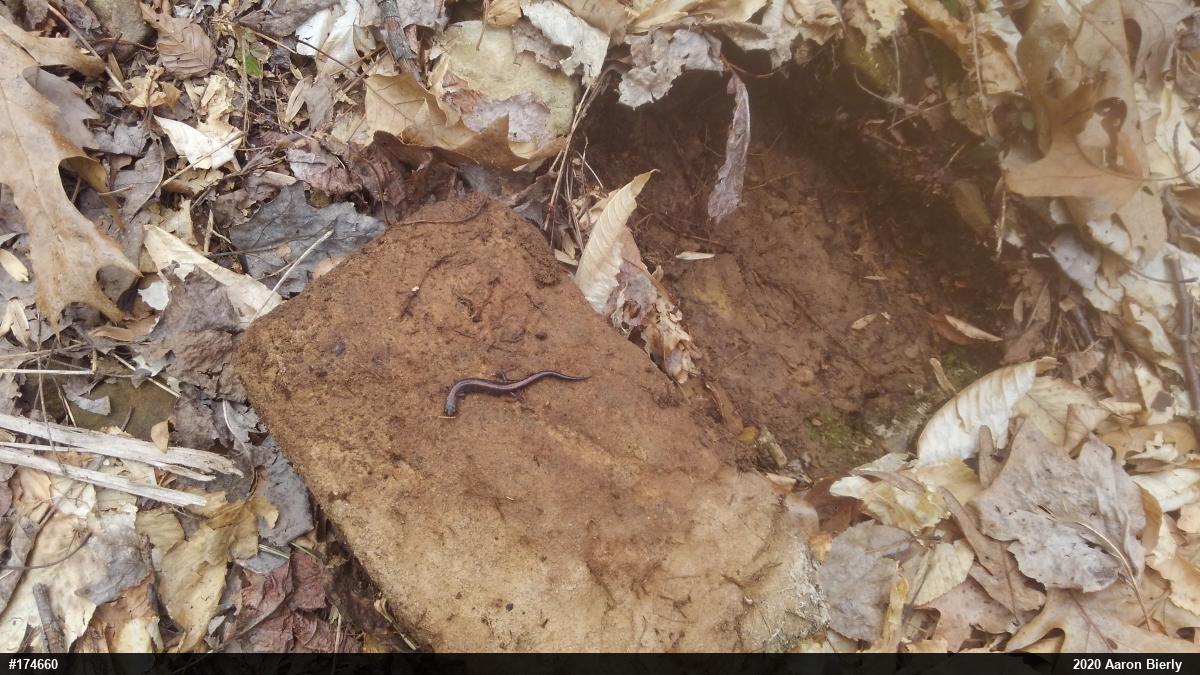 Eastern Red-backed  Salamander