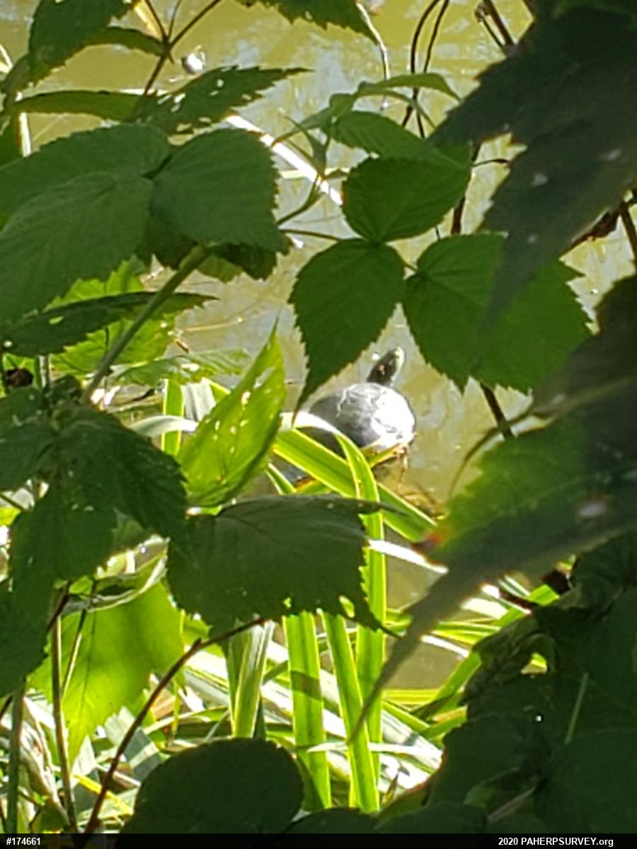 Painted Turtle