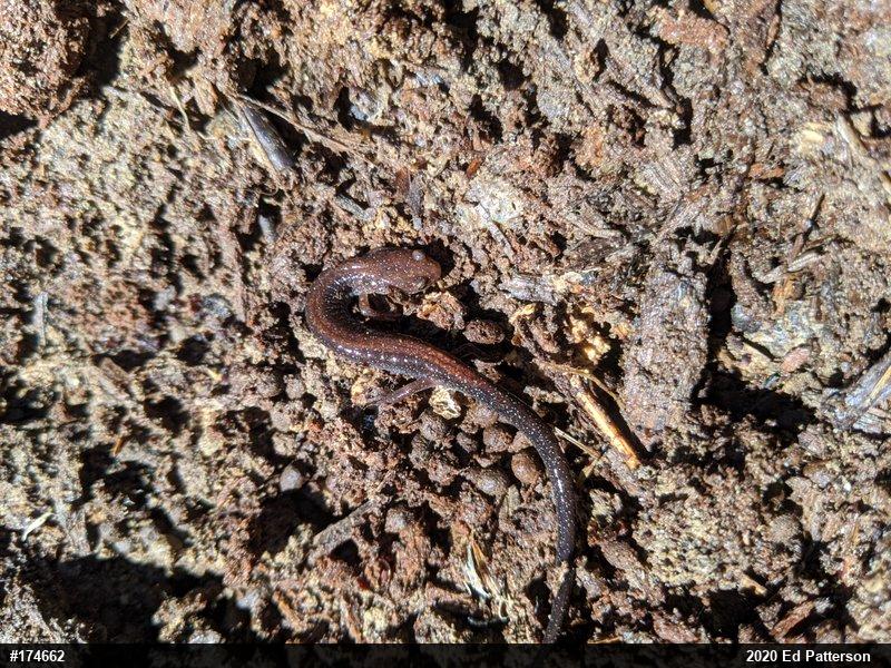 Eastern Red-backed  Salamander