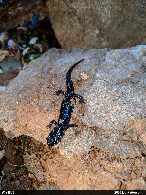 Northern Slimy Salamander