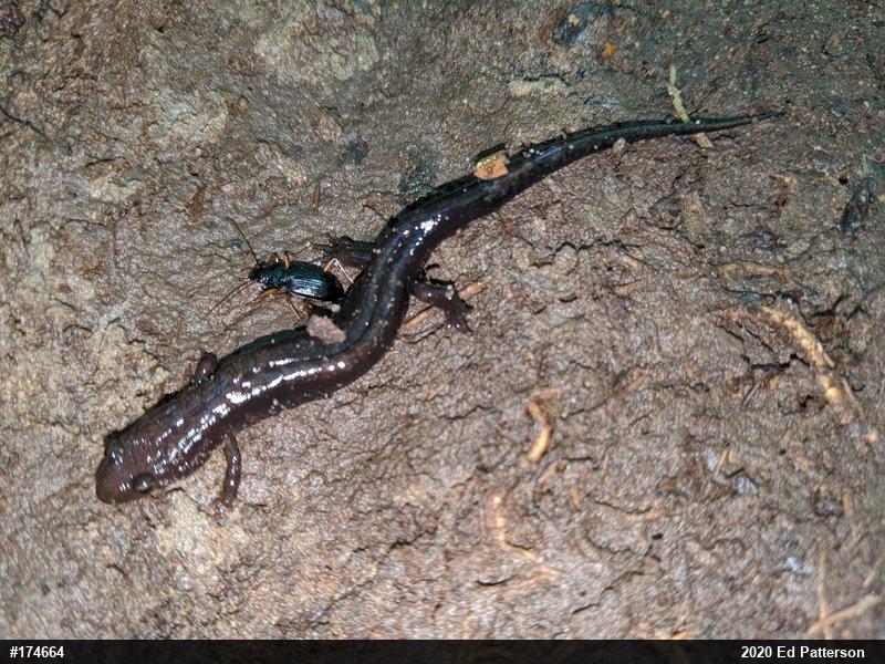 Allegheny Mountain Dusky Salamander