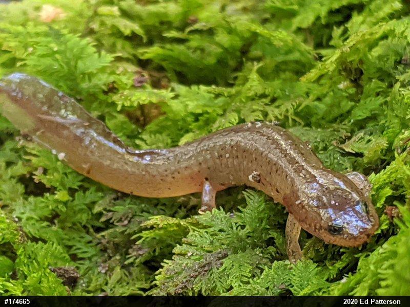 Northern Red Salamander