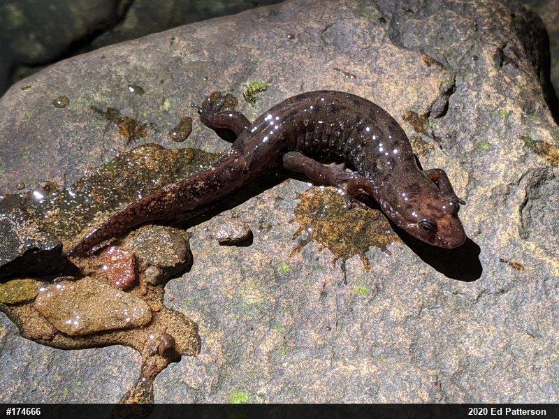 Seal Salamander