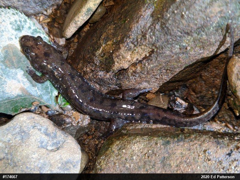 Seal Salamander