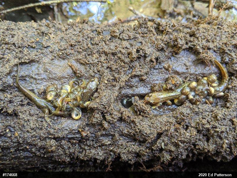 Northern Dusky Salamander