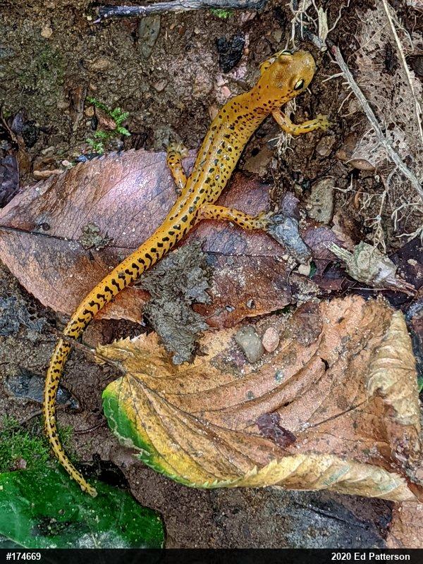 Eastern Long-tailed Salamander