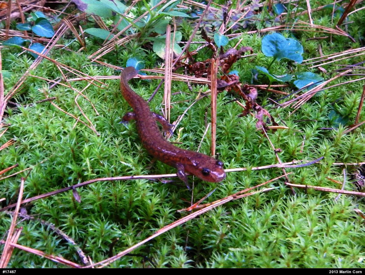 Northern Spring Salamander