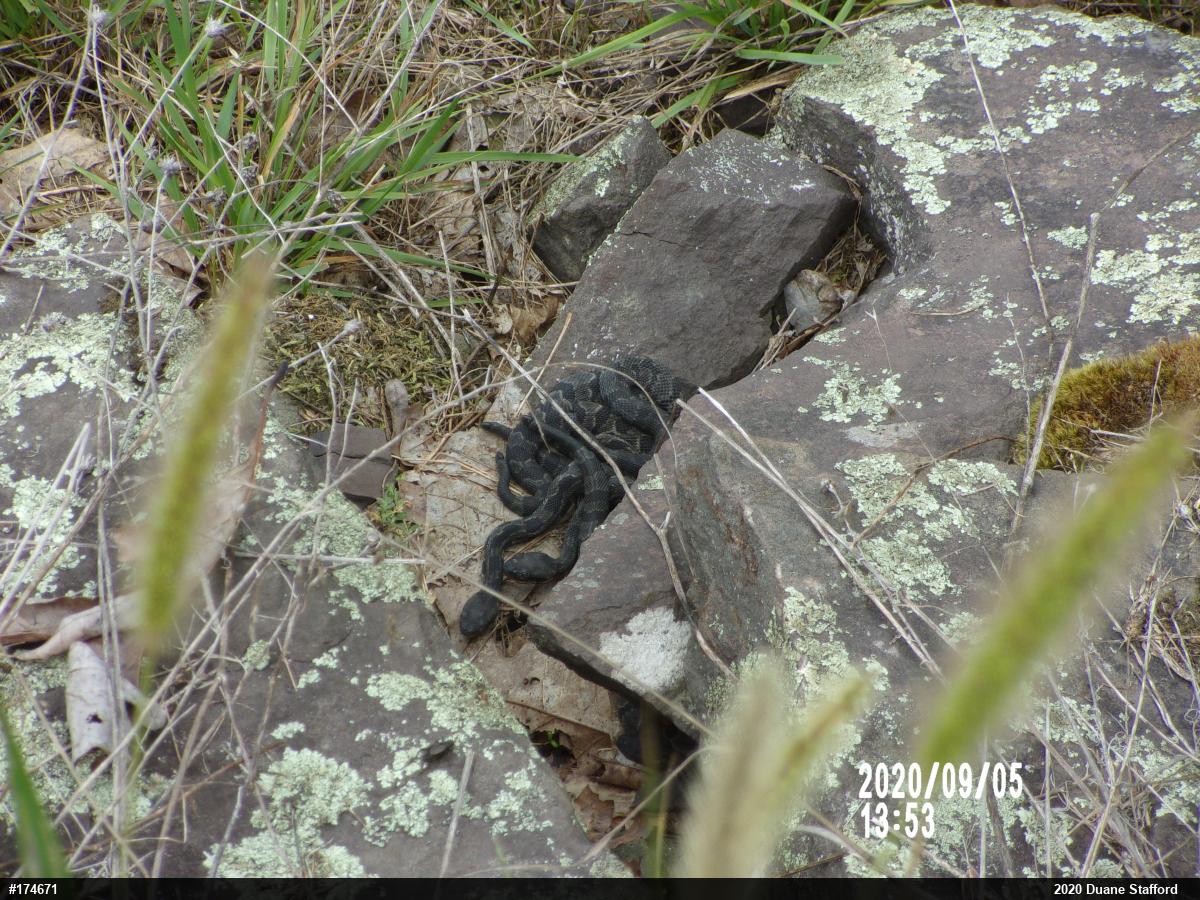 Timber Rattlesnake