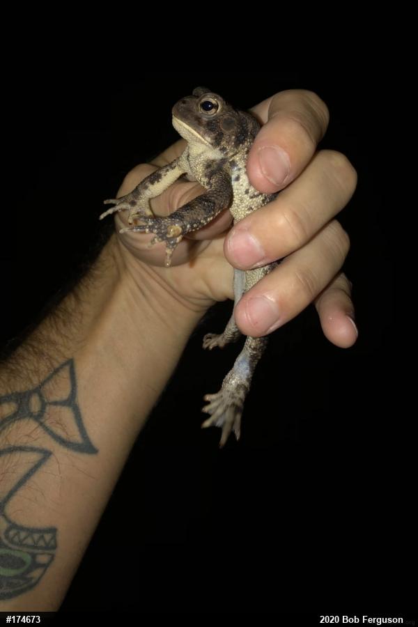 Eastern American Toad