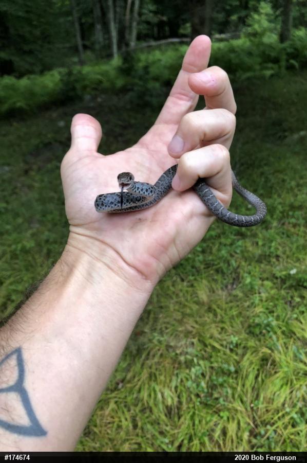 Northern Black Racer
