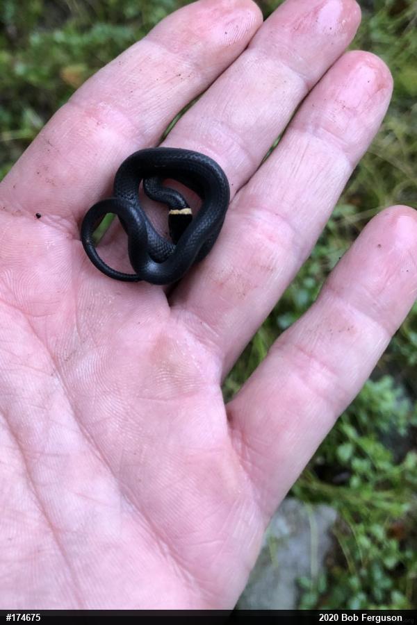 Northern Ring-necked Snake